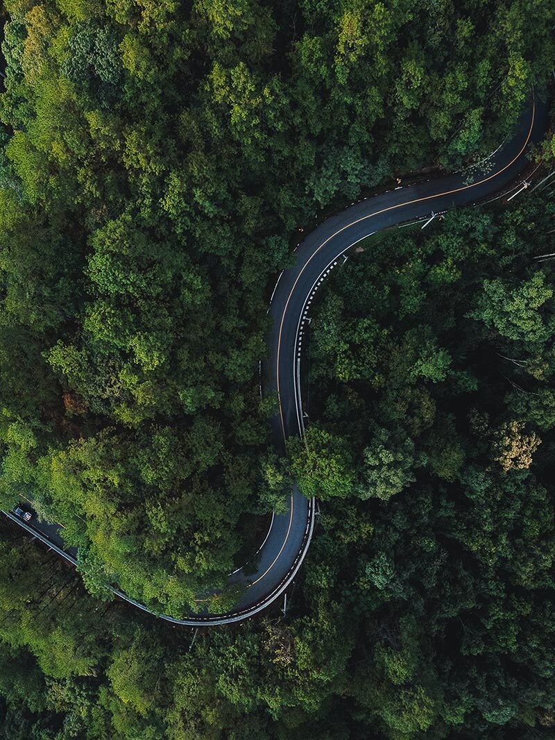 Route through forest